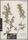 Foto von Salix brachycarpa Nutt.